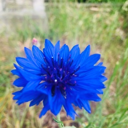 centaurea422
