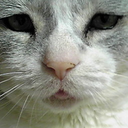 olive´iz