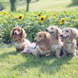 わんこ服屋さん