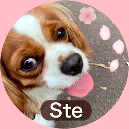Stella's treats 