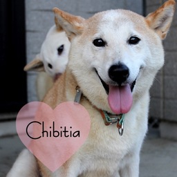 chibitia