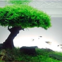 Water tree