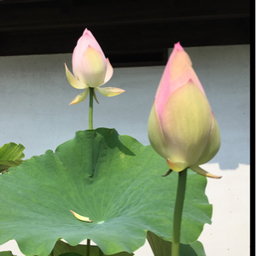 ちぇるしー