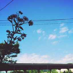 fiore