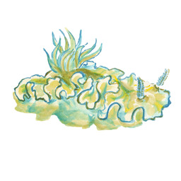 fishmon