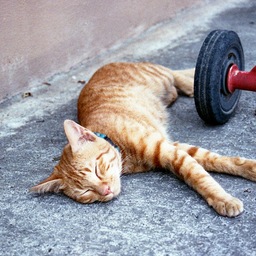 dearcat