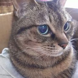 る