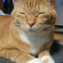 suuyo