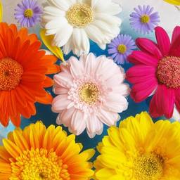 Gerbera Jamesonii