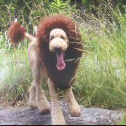 dog-bien