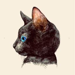 ginneco