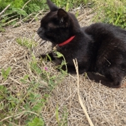 はるちゃん