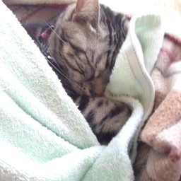 メオタ