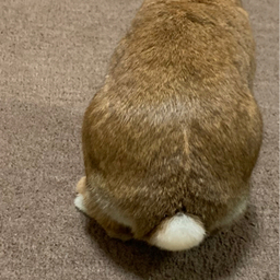 うさぎのしっぽ