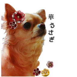 華うさぎ