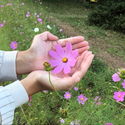 suger*flower
