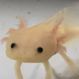 りんご