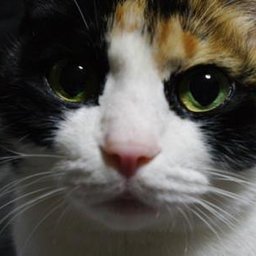 nekoonna