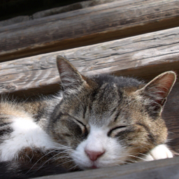wamono-cats