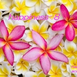 happiness8-7