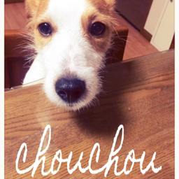 chouchou