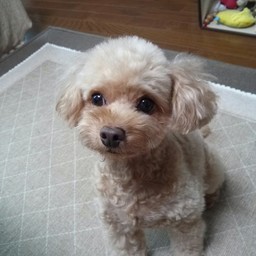 ななあはと78
