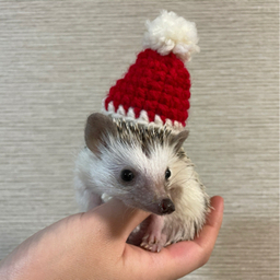 ハリネズミうにの帽子屋さん