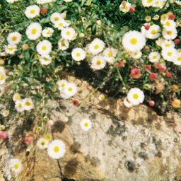 sunny