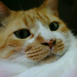 ちあき