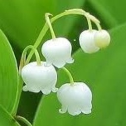 lilyval