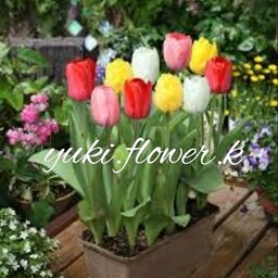 yuki.flower.k 