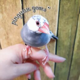 pechico