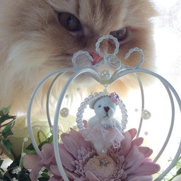 cat-angel