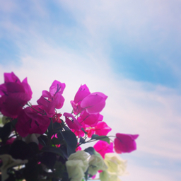 Bougainvillea