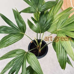 art green.