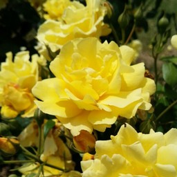 Lavieenfleurs☆N