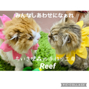 reef0731