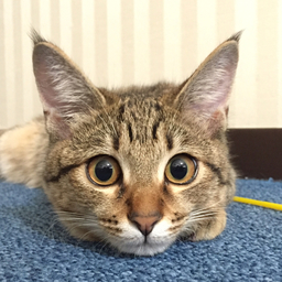 ゆりり