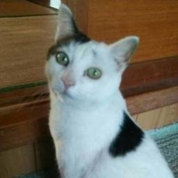 猫バカ