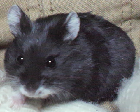 ロードフェルト