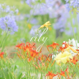 rily