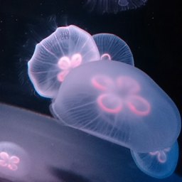培養堂umbral