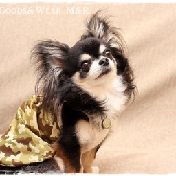 DOGGOODS&WEAR M&R
