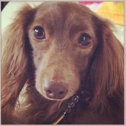 darlingdog