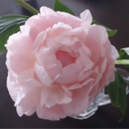 la-pivoine00