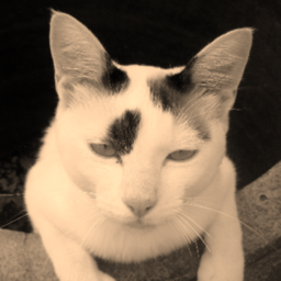 chokku