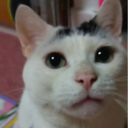 neneko43