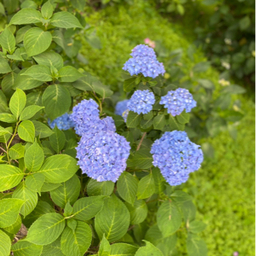 すいちゃんの雑貨屋さん
