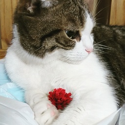 にゃこ