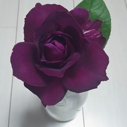 c.shiho